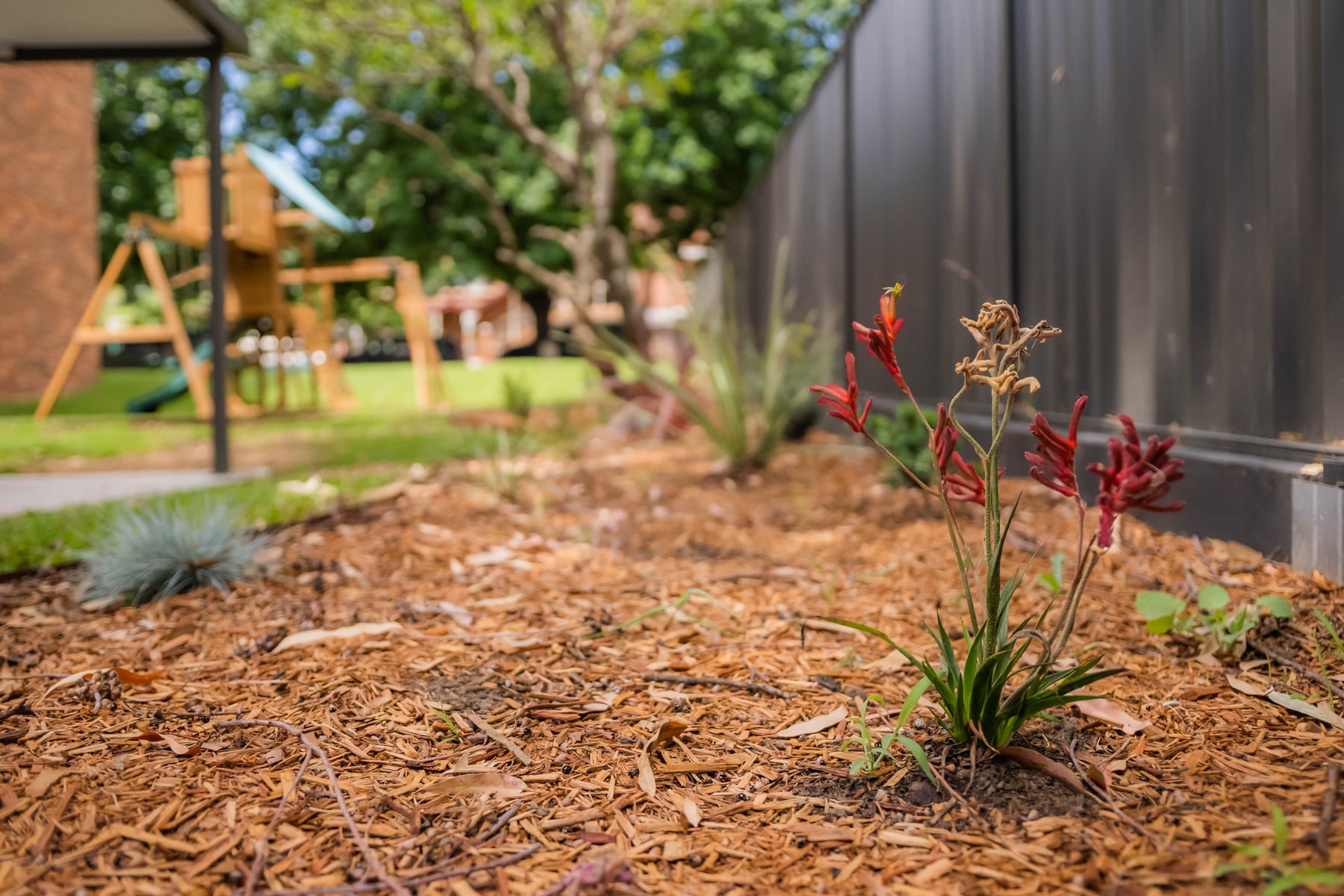 Native garden bed planting detail